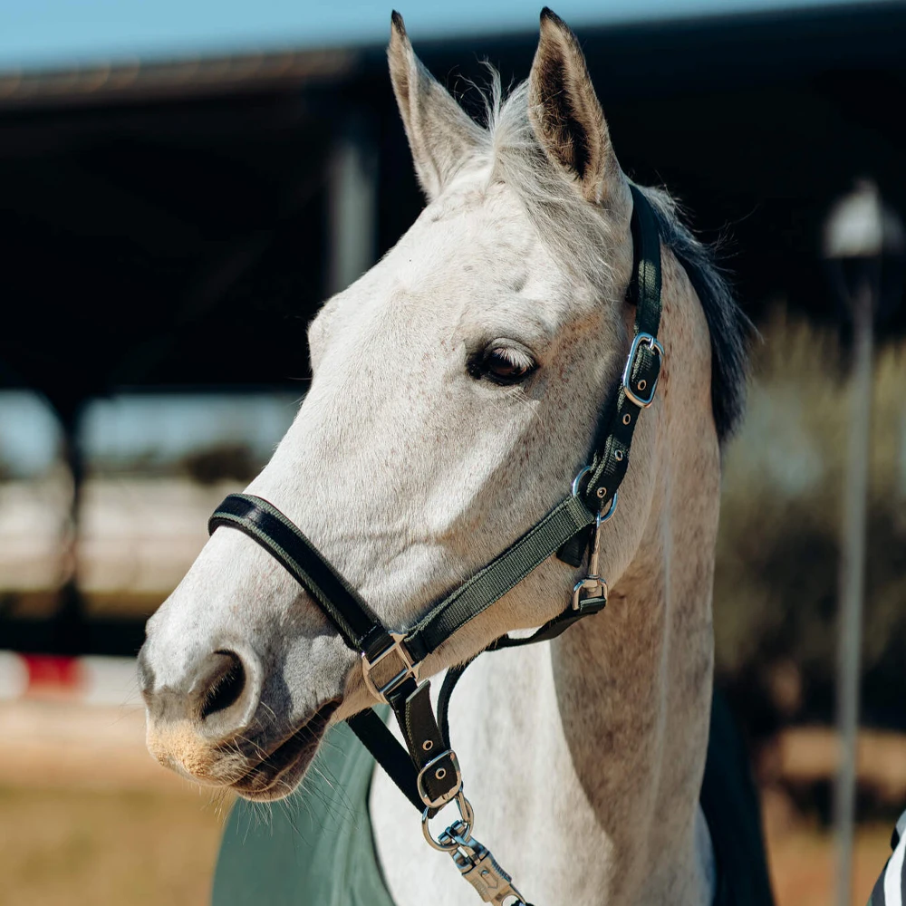 Nylon Top Quality Custom Horse Halter, Adjustable & Durable Halter wholesale