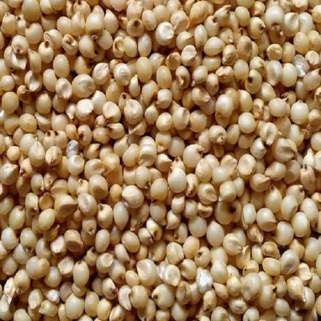 Top grade wholesale white sorghum grains sorghum good price