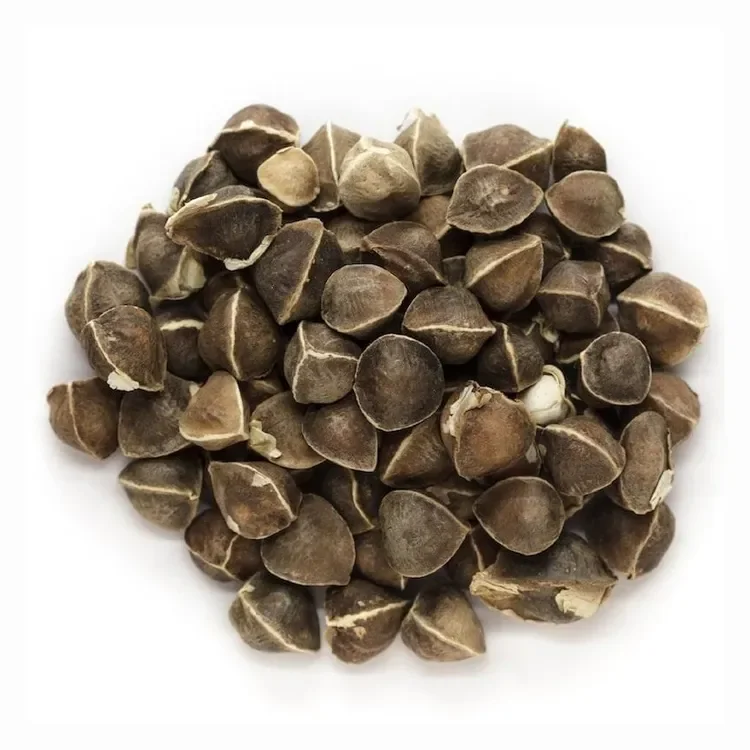 Семена Moringa oleifera/семена moringa лучшие цены на продажу