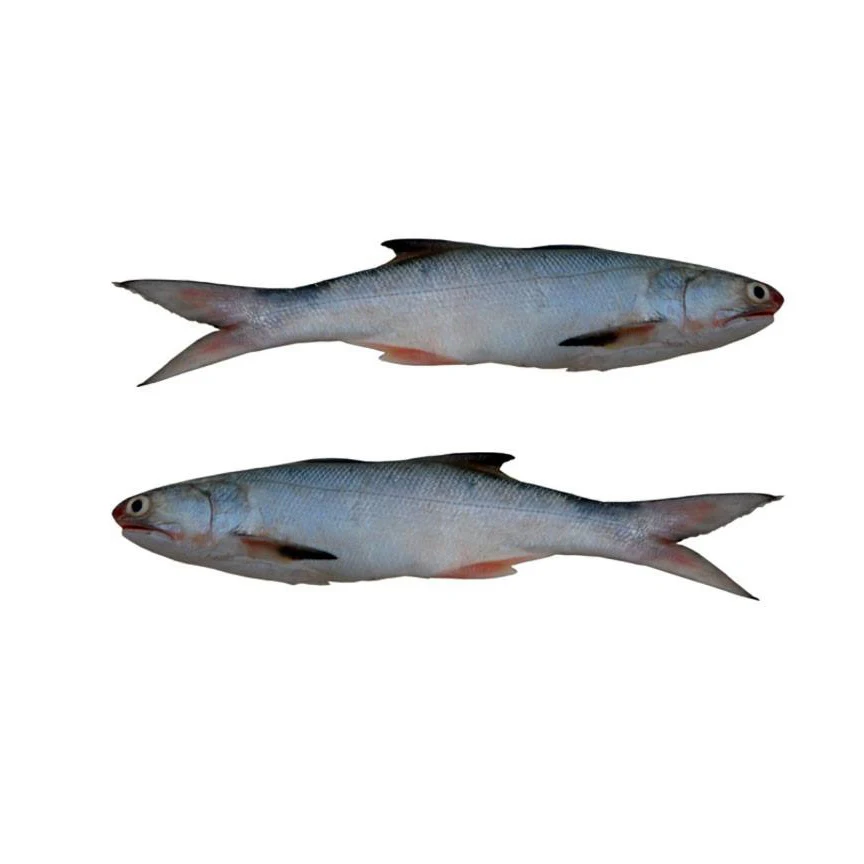 Bulk Stock Available Of Frozen Whole Salmon Fish (Seafood) At Wholesale Prices