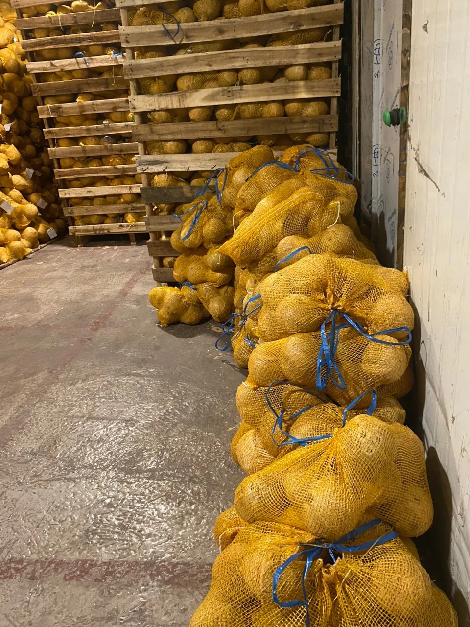 IN BULK QUANTITY MATURE COCONUT SEMI HUSKED COCONUT FROM BLUE LOTUS FARM VIETNAM 2023
