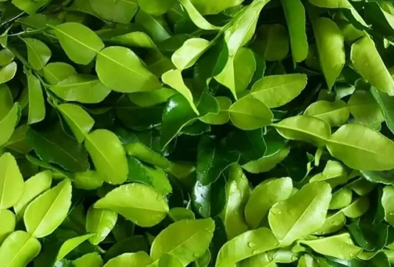 Thai Lemon leaves  From Thailand (Premium quality, Export grade, Good smell, Green, Best selling)