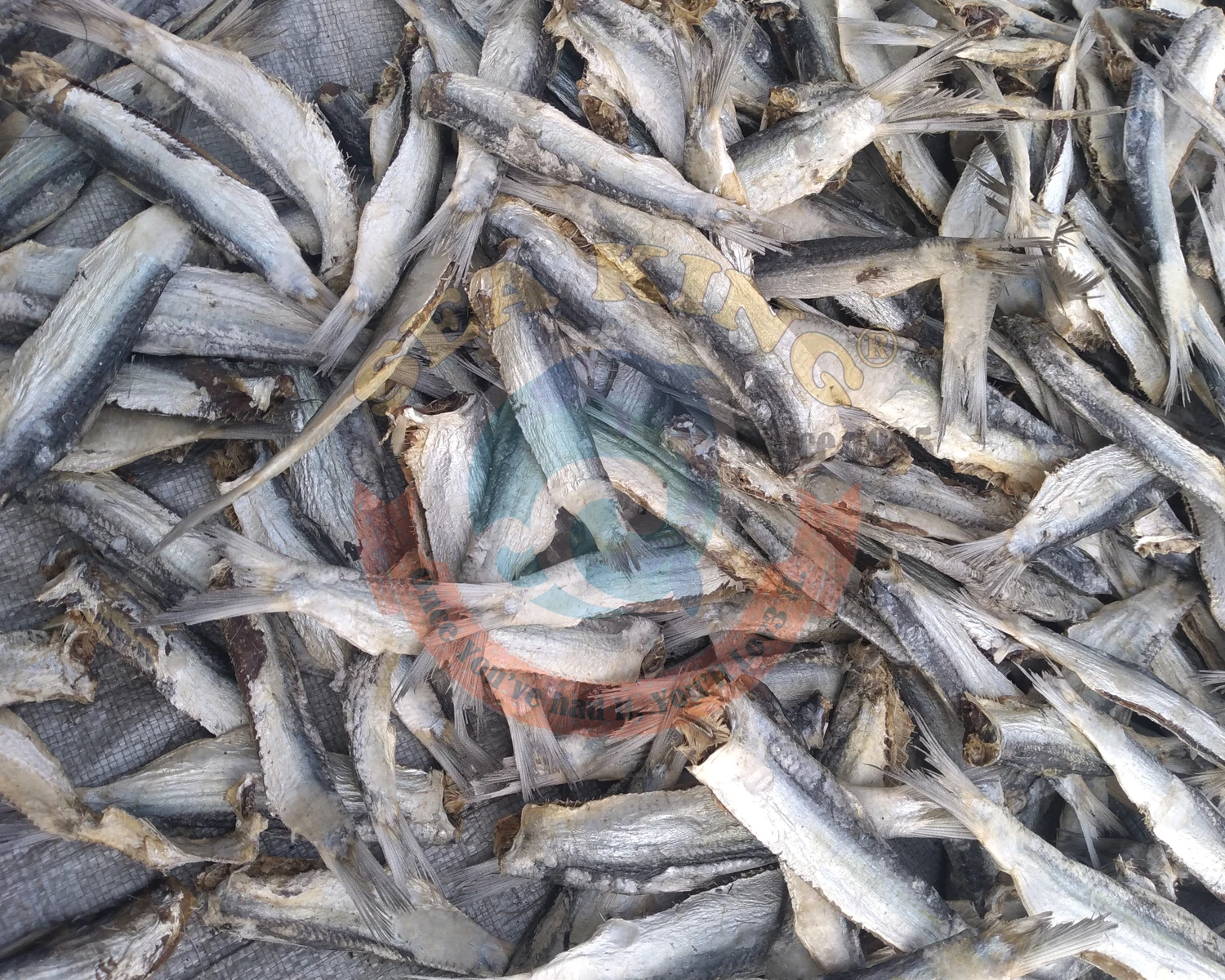 The Best Quality Salted and Dried Sardine Fish