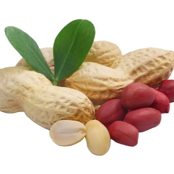 Good quality peanuts 100% Natural peanut Peanut without shell/ Origin Groundnut Bold Peanut