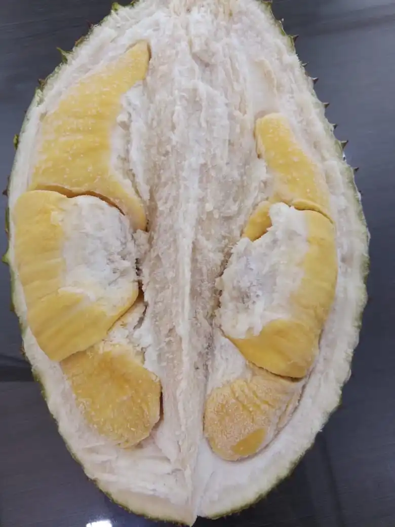 Premium Quality Musang King Durian Malaysia IQF Druit Fresh Yellow Tropical Fruit King of Fruits IQF durianSweet Bitter D197