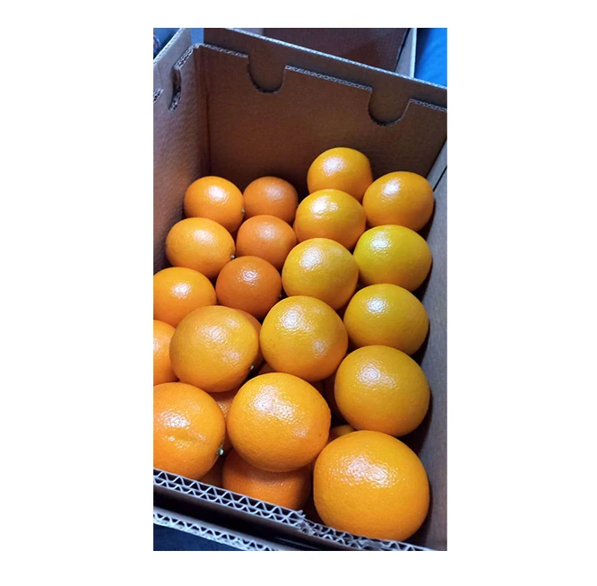Bulk Quantity Exporter of Excellent Quality Sweet & Delicious Citrus Fruit Fresh Navel Oranges at Wholesale Market Price