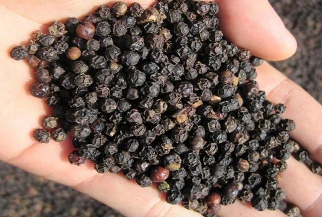 Super Quality Herbs and Spice Black Pepper for Cooking Available at Wholesale Price  from Indian Exporter