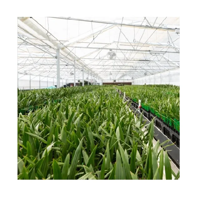 Palm Phoenix Development Low Maintenance For Shopping Mall Hotel Ready To Ship Tissue Culture Date Seedlings For Planting