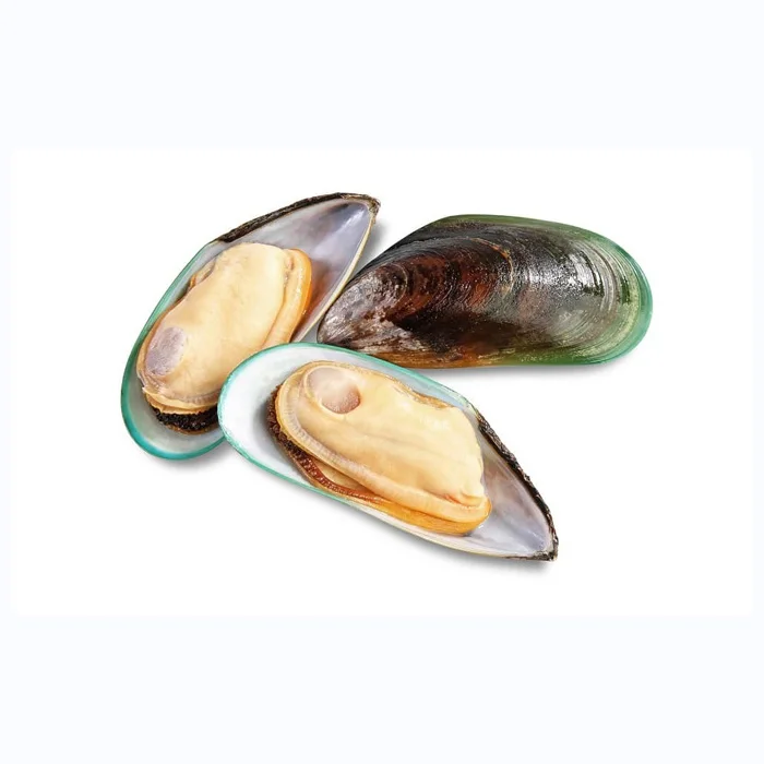 Top Quality Frozen Shellfish Mussels for sale