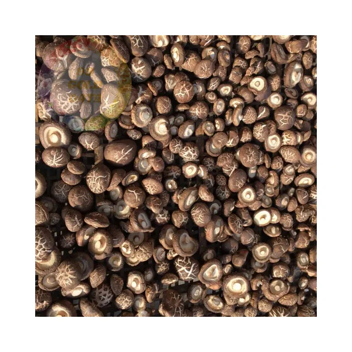 Bulk Dried Mushrooms at Competitive Prices - High-Quality, Natural Product from Vietnam