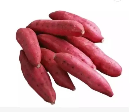 Fesh Овощной сельскохозяйственный продукт/сладкий картофель из вьетнамской фермы для экспорта