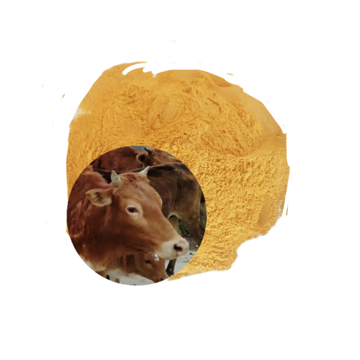 Yellow Crushed Maize Feed Grade Sweet Dry Corn Gluten Meal For Animal Corn Cobs and Bird Feed At Low Rate