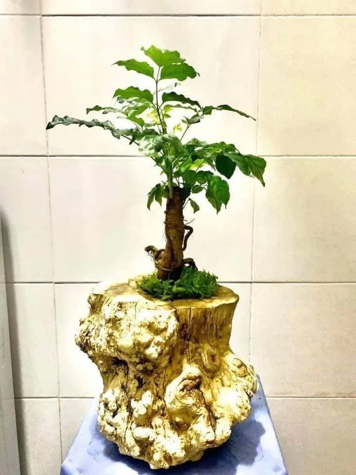 The best quality Coffee Wood (Java Wood) Wooden Planted Pot Home Decoration Kimy +84 938 616 690