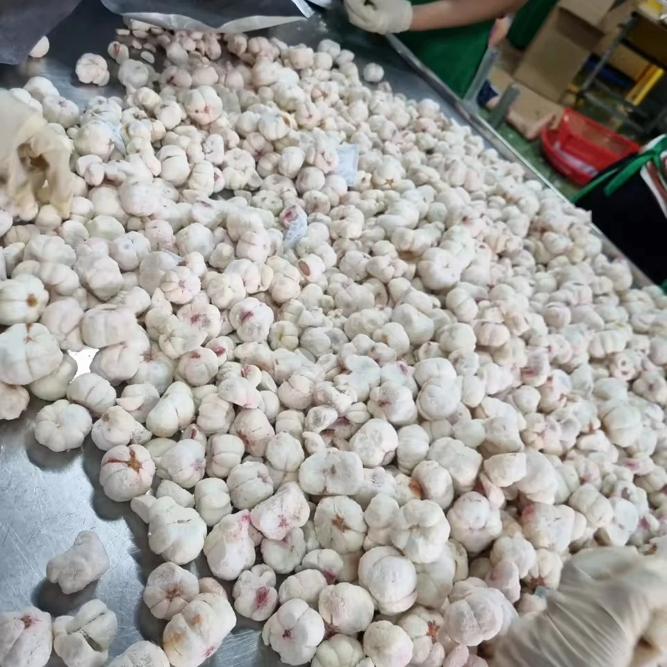 Высококачественный Новый сельскохозяйственный Выращенный во Вьетнаме органический продукт 2024 тропических сухофруктов мангустин по более низкой цене