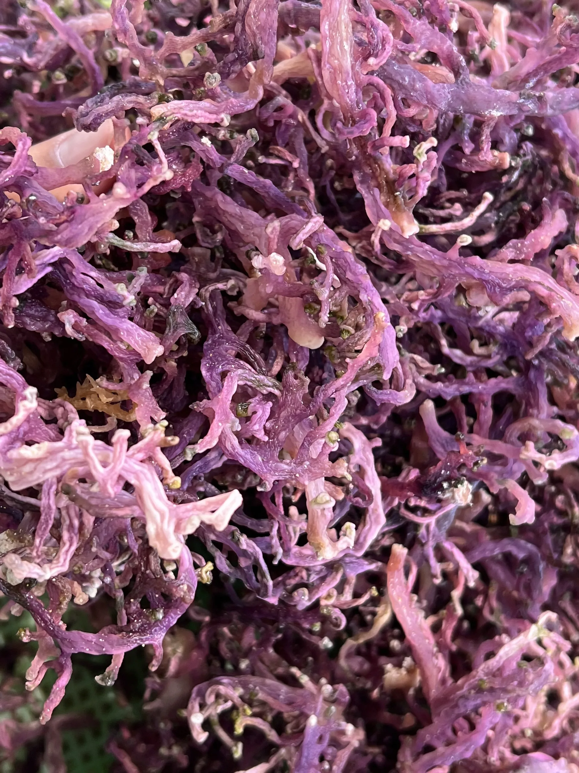 Natural Yellow Seaweed / Dried Cottonii Seaweed / Dried Sea Moss Wholesale For Producing Carrageenan
