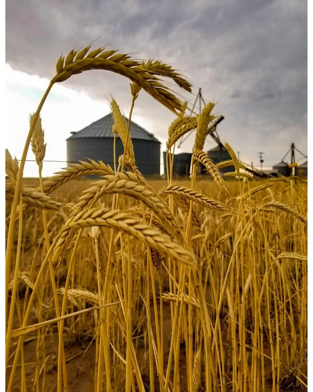 Best Market Price Wheat Grain In Bulk 100% Pure & Nutrition Wheat Grain Buy