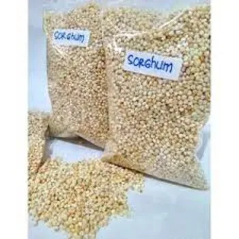 Get sorghum white For Both Human And Animal Needs