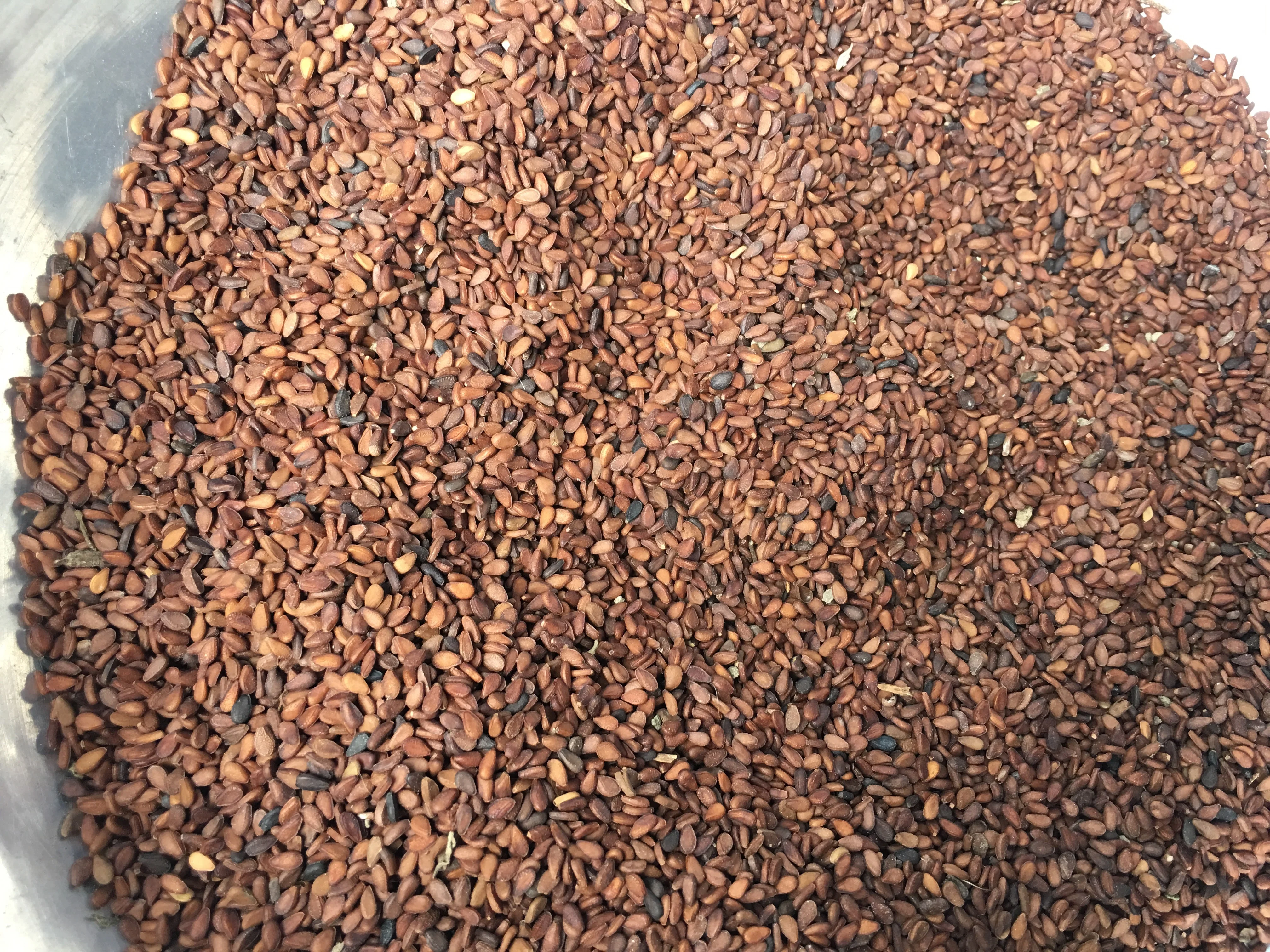 MONDOL Sesame - Black ,Brown, White, Class A Sesame Seeds For Food And Sesame Oil - Bangladesh Origin - MONDOL