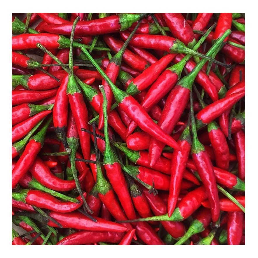 Chili Pepper/ Red chili with best prices