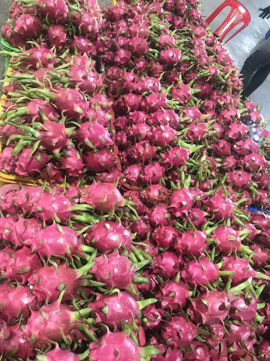 Hot Sale  Fresh Dragon Fruit High Quality 100% Organic Natural Sweet White Flesh Dragon