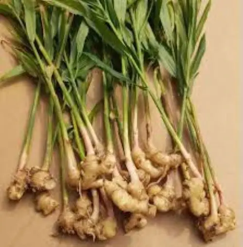 Best quality dried bulk fresh ginger market price per ton wholesale ginger buyers for buy dried ginger export from China