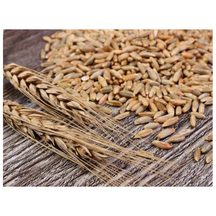 Factory Supply Bulk Wholesale Price Top Quality Organic Rye Grains Available For Sale Bulk quick cooking oatmeal healthy