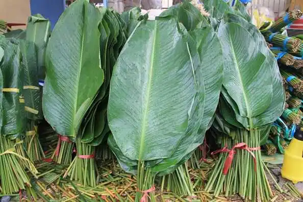 Вьетнамские листья Dong для обертывания бан Чжун и еды