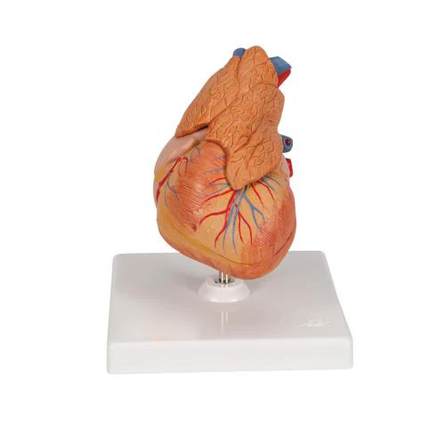 Human Heart Model- 3 Parts human anatomy biology educational model Radical Manufacturer