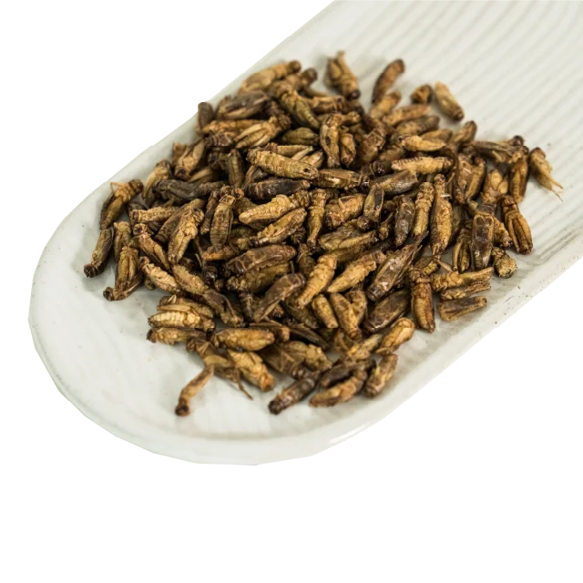 Premium Quality Whole Roasted Crickets 1000g. for the Future to Feed Next Generation Product of Thailand