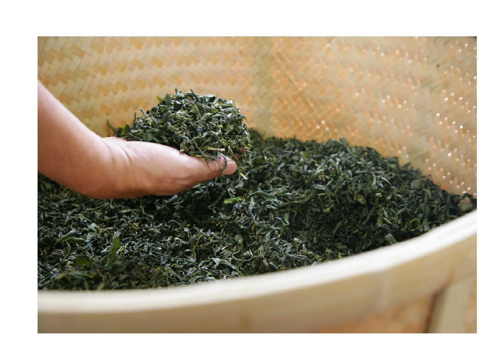 Best Premium Milk Green Tea Powder Flavor Beverage Delightful Taste Instant Roasted Supplies Bulk Packaging