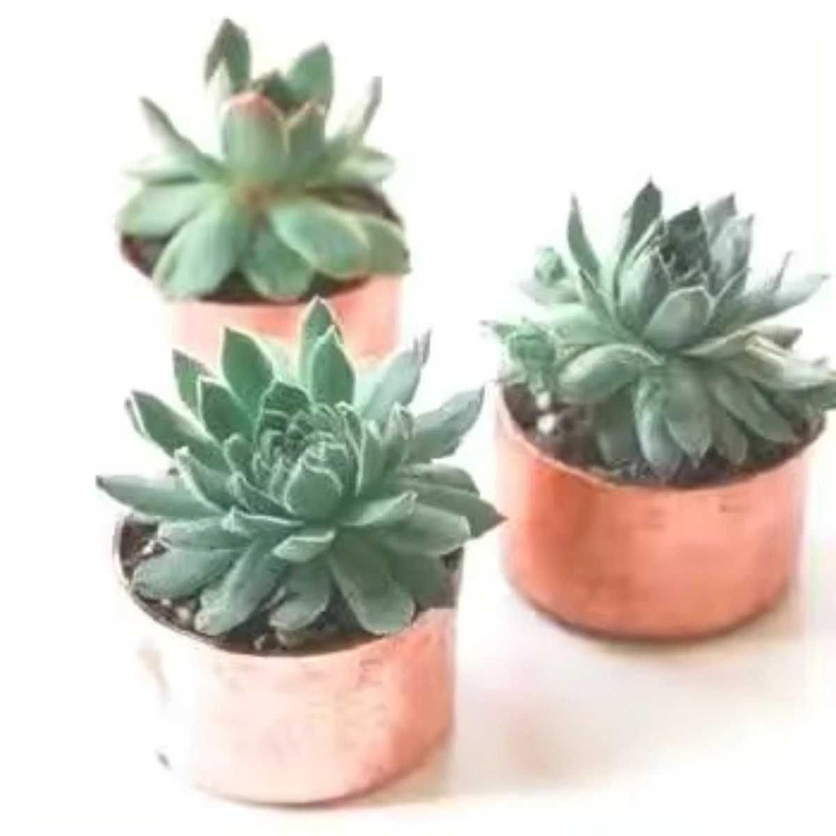 Hot Selling Amazing Round Shape Plants Pot Copper Flower Pot Plant Pot For Plants Vegetable And Flower Usage