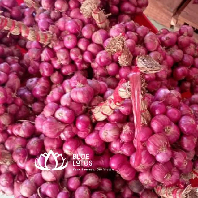 RED ONION VEGETABLES FROM VIETNAM Red Crop Time Newest High Quality Top Selling 2023 Ms Heidi +84 961066080