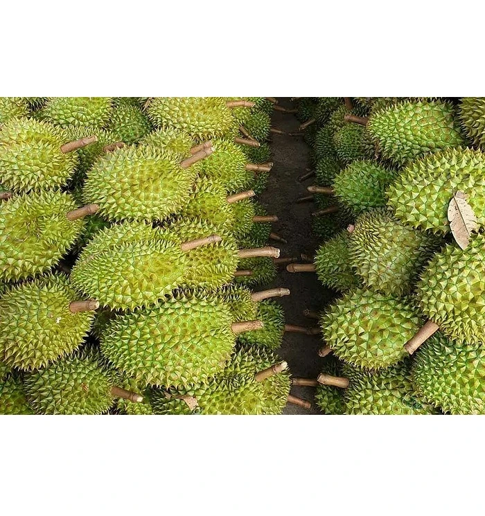Fresh Durians Premium Durian Fresh Whole Fruit Specially Selected Fresh Durian From Vietnam High Quality