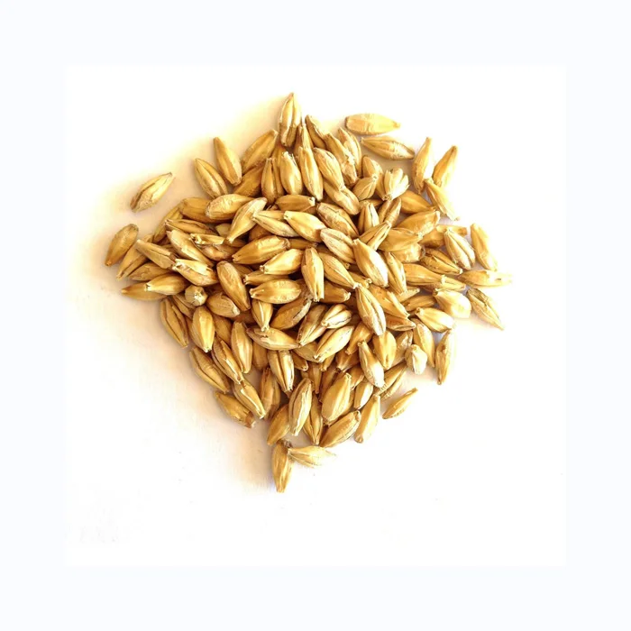 Hot Sales Organic Dried Malting Barley Seeds Whole Hulled Barley Grains Pearl Barley for Animal Feed