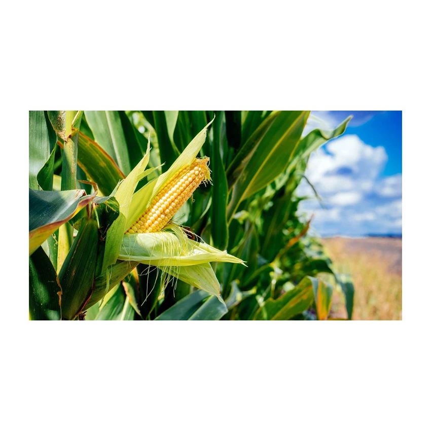 Fresh Organic Yellow Corn Maize Top Quality Raw Sweet Corn Seed Bulk in 50 kg Packaging bags