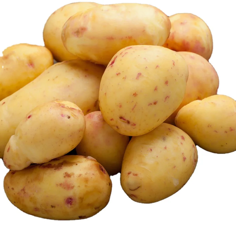 Cheap Price Bulk Organic Fresh Potato Yellow Color Potatoes Wholesale Export Potato