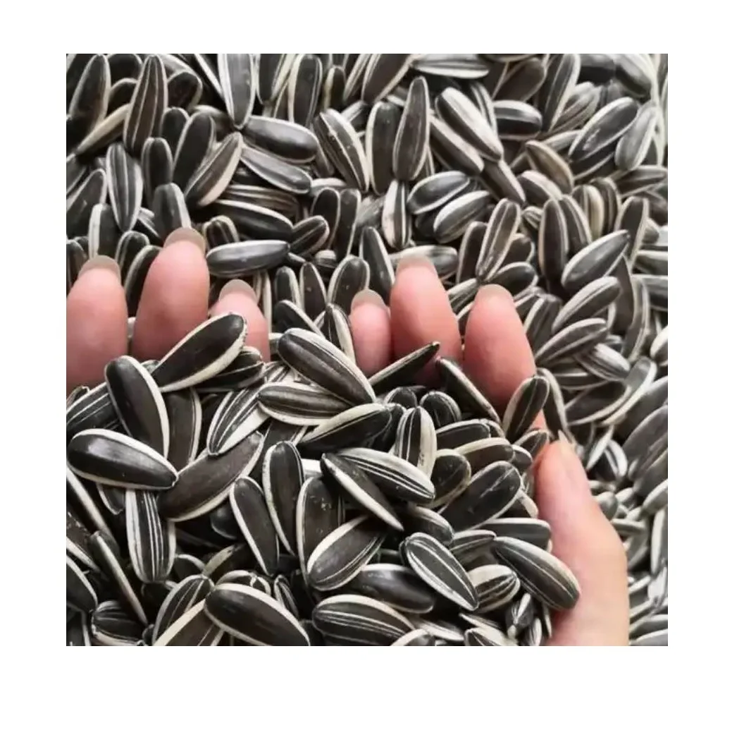 black white raw hybrid 5009 363 601 roasted sunflower seed seeds market ton price for sale
