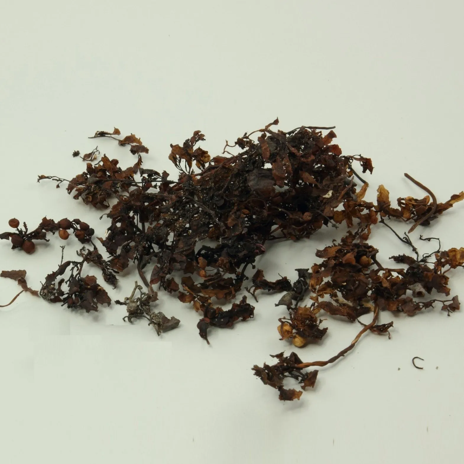 Sun dried sargassum seaweeds supply in bulk premium quality dry wholesale ocean seaweed with cheapest price