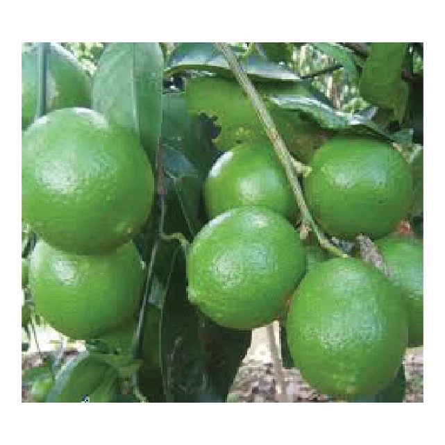 Product fresh lime premium quality natural lime fruit from Viet Nam