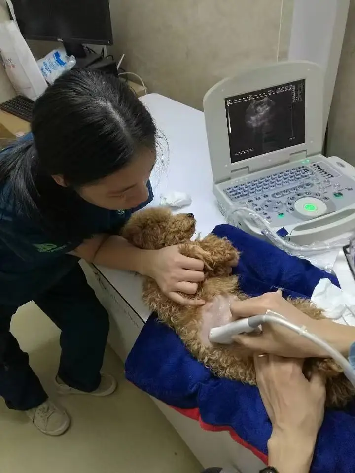 Ветеринарная клиника портативный ультразвуковой сканер Ноутбук диагностическая машина