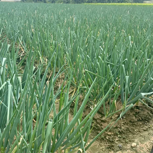 Vietnamese Paro Onion Good For Healthy Export Food Organic Farm Packaging Made In Vietnam Trading