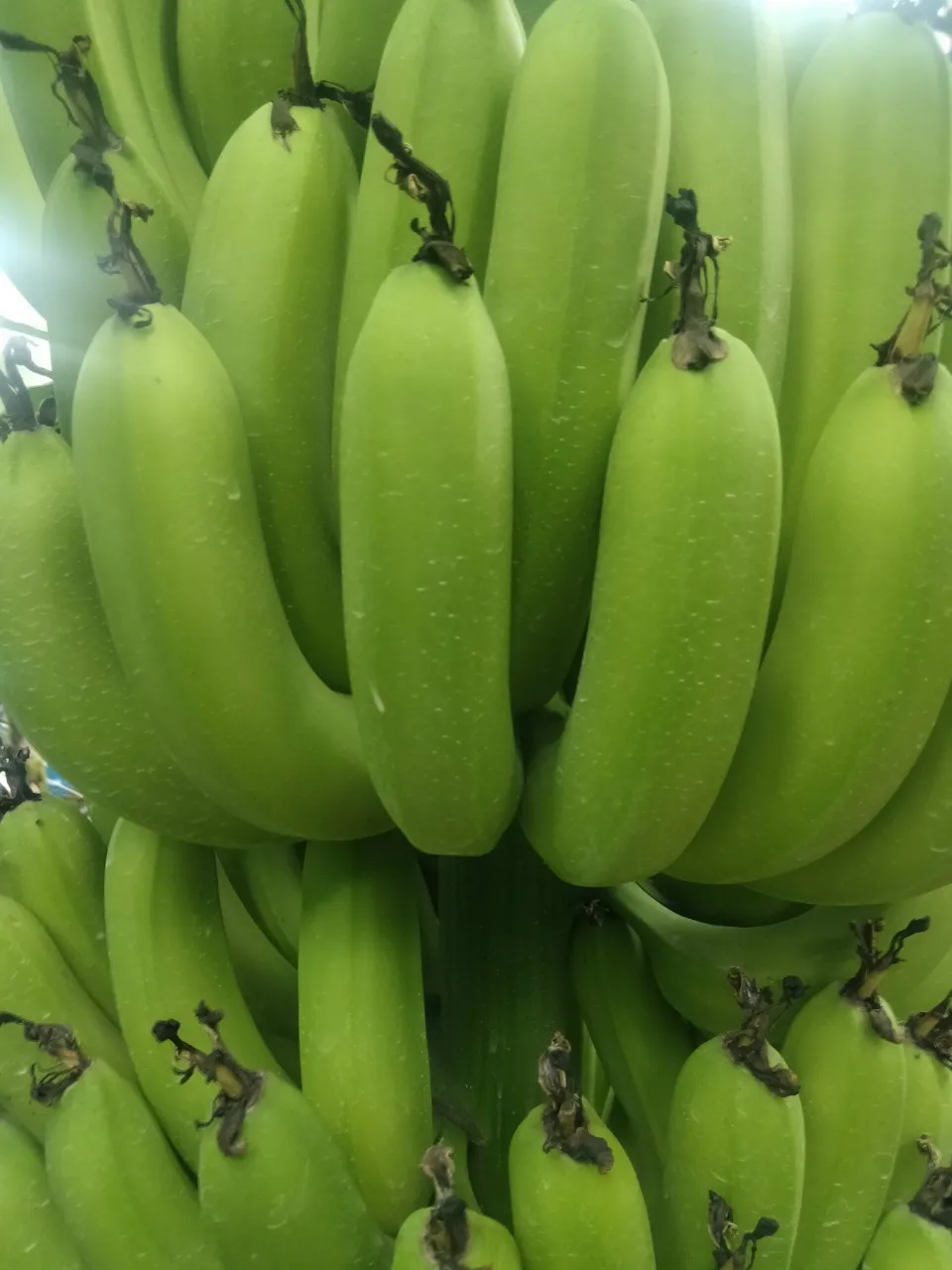 Premium Fresh Bananas, Naturally Sweet and Delicious, Ideal for Eating and Cooking, High-Quality Fruit, Bulk Purchase Available