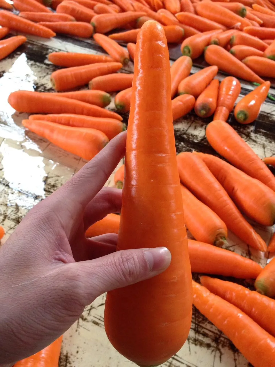 Preferential price of Vietnam new crop of fresh organic vegetables orange carrot fresh carrot