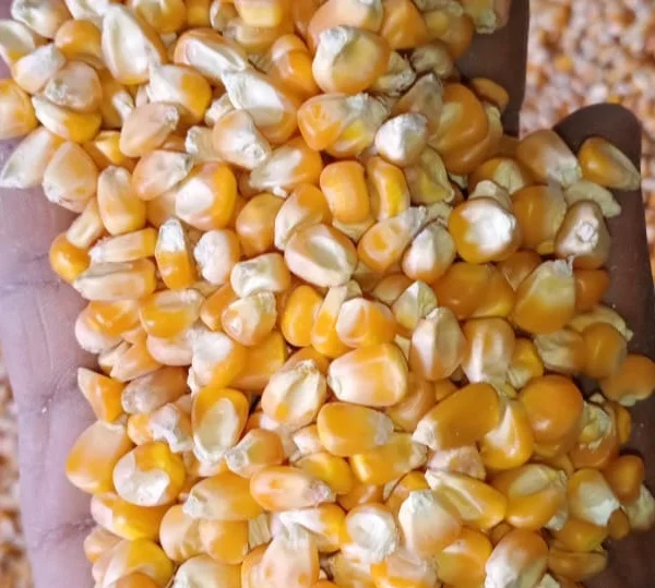 Yello maize.PNG
