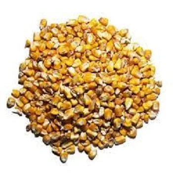 Indian Manufacturer Of Best And Premium Quality Natural Yellow Corn Maize For Animal Feed Indian At Reasonable Price