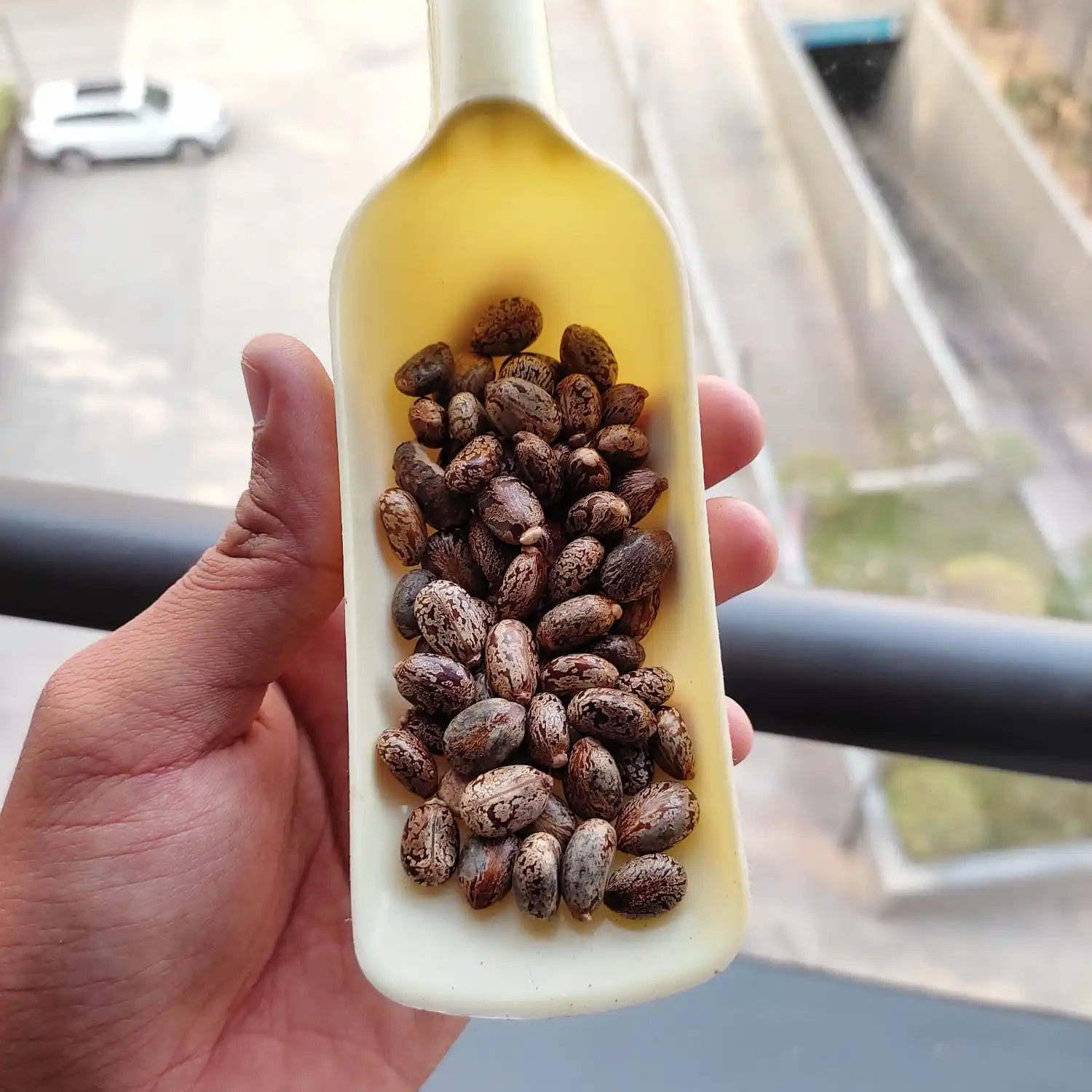 Best Price Hybrid Castor Oil Seeds High Quality with High Oil Content Castor Beans