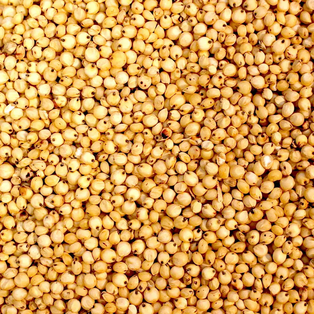 Indian Manufacturer of Top selling product Of 2022 Grain Sorghum Bulk White Sorghum at Affordable Price