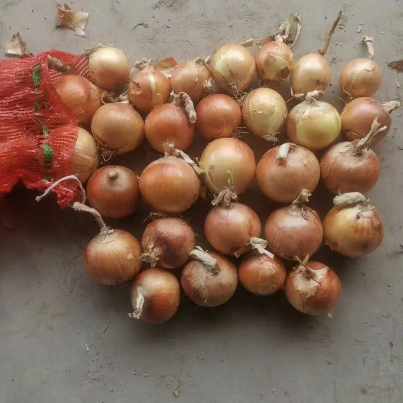 new crop fresh onion with good price