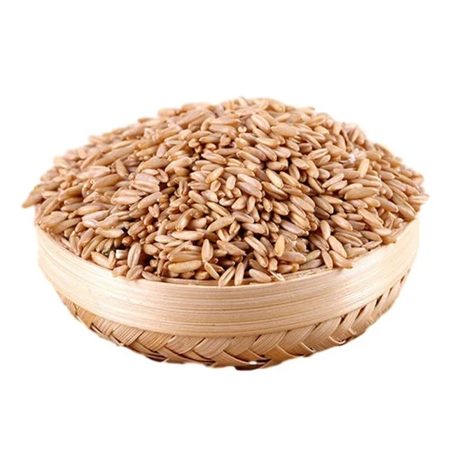 Best Factory Price of Natural Organic Oats Grains Available In Large Quantity