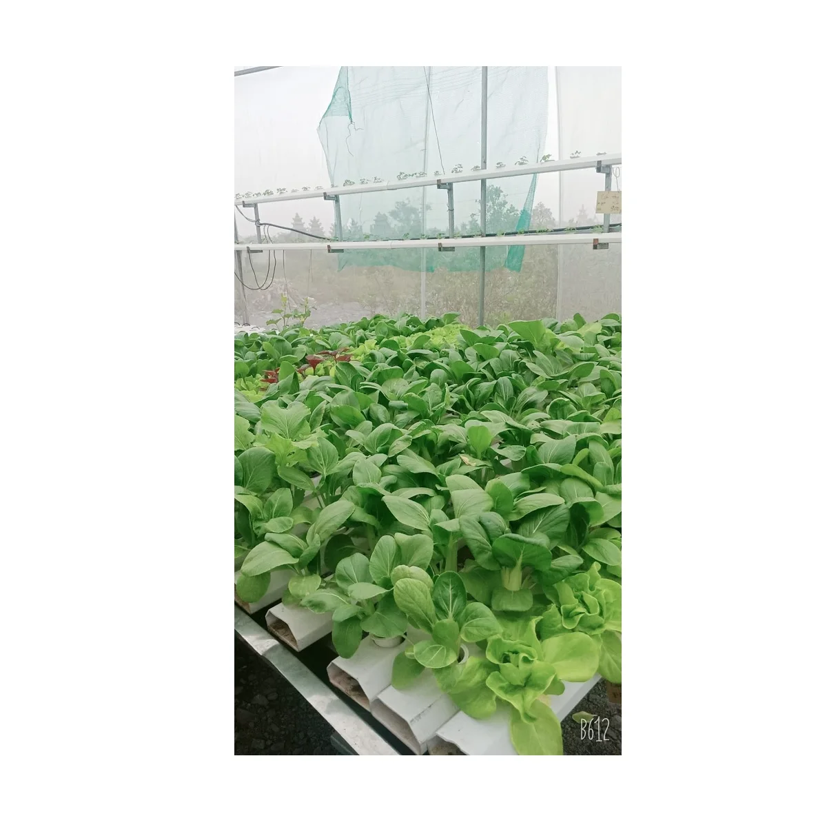 Microgreens Growing System Indoor White Technology Manufacturing Greenhouse Hydroponic Growing System PVC Channel Pipe Vietnam
